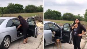Kobieta została przyłapana na gorącym uczynku gdy porzuca cztery psy na ulicy.
